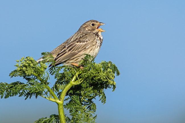 Corn Bunting singing, Aldreth