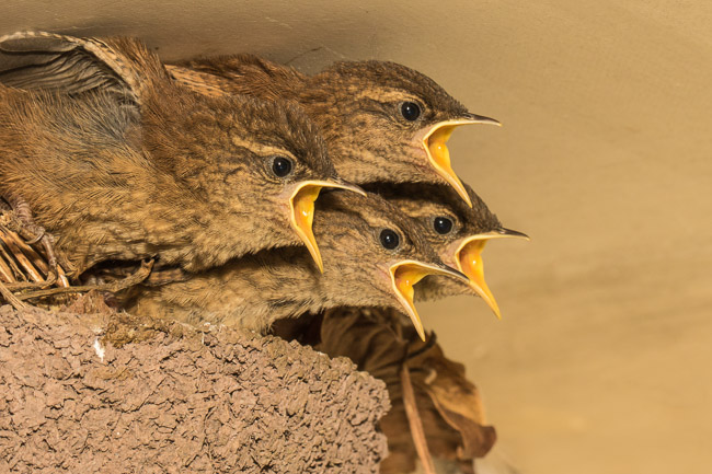 Young Wrens begging for food, Aldreth, Cambridgeshire