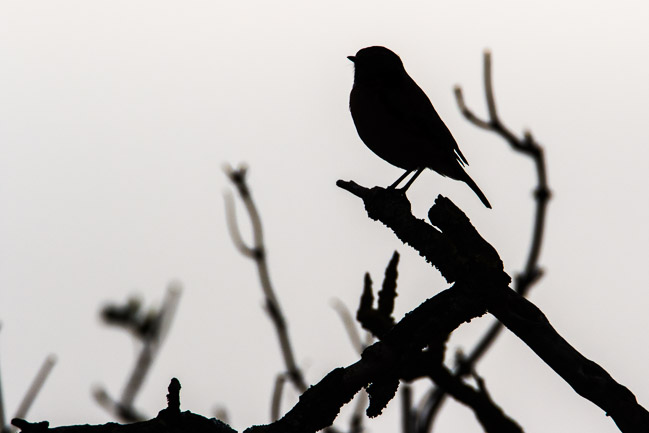 Male Stonechat in silhouette, Aldreth, Cambridgeshire