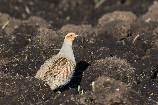 Male Grey Partridge, Aldreth, Cambridgeshire