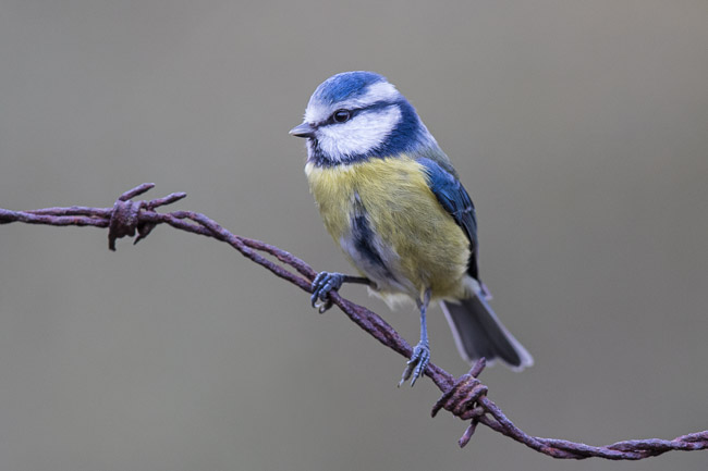 Blue Tit (Cyanistes caeruleus), Aldreth, Cambs