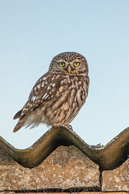Little Owl, Aldreth, Cambs