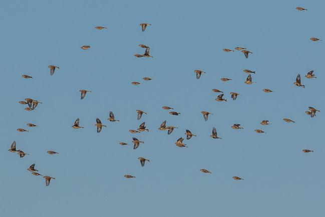 Flock of Linnets (with a single Redpoll), Aldreth, Cambs