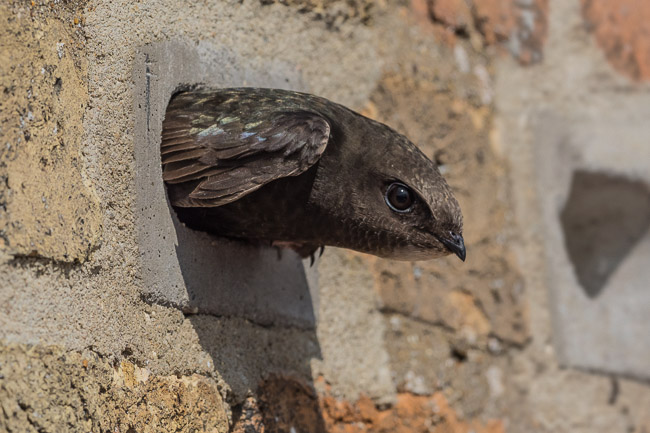 Adult Swift leaving nest hole, Haddenham, Cambs