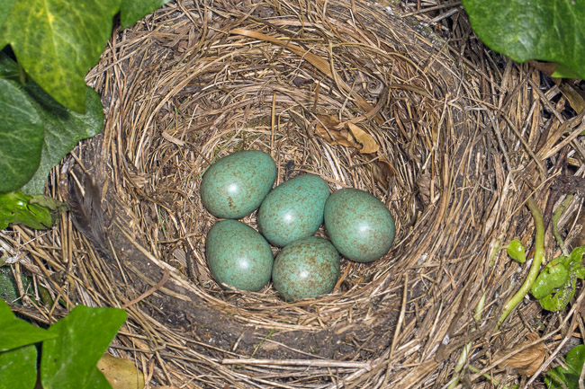 Blackbird nest with 5 eggs, Aodreth, Cambs