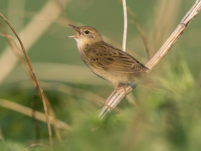 Singing Grasshopper Warbler, Aldreth, Cambs