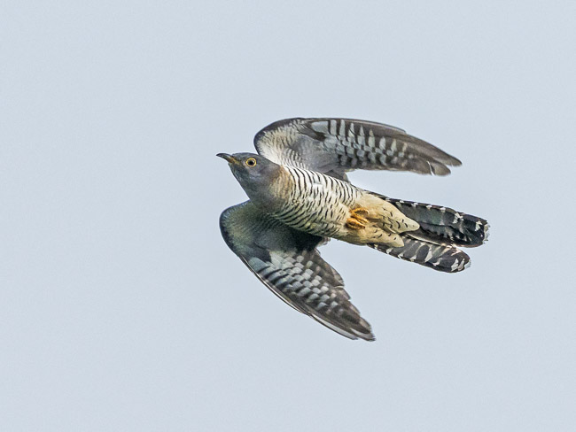 Female Cuckoo in flight, Aldreth, Cambs