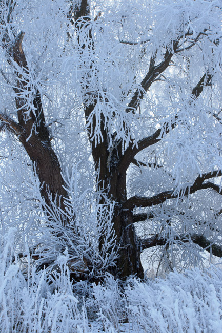 Frosty willow, Aldreth