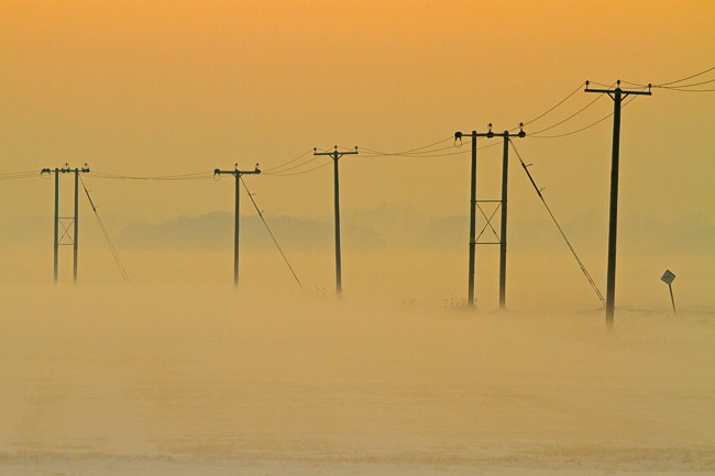 Telegraph poles along Dambank Drove, Aldreth