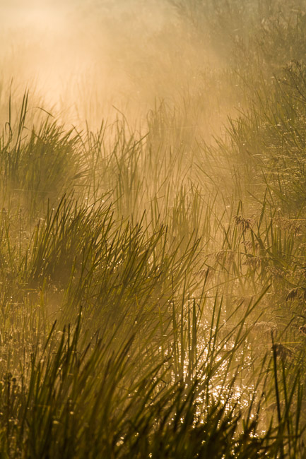 View down Fenland drain with mist rising from the water at dawn, Aldreth, Cambridgeshire