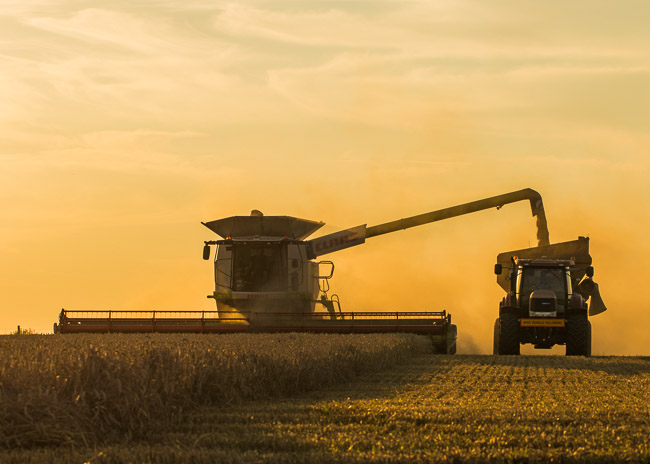 Combine harvesting, Aldreth, Cambs