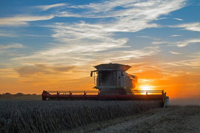 Combine harvesting, Aldreth, Cambs