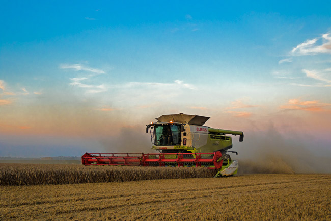 Combine harvesting, Aldreth, Cambs