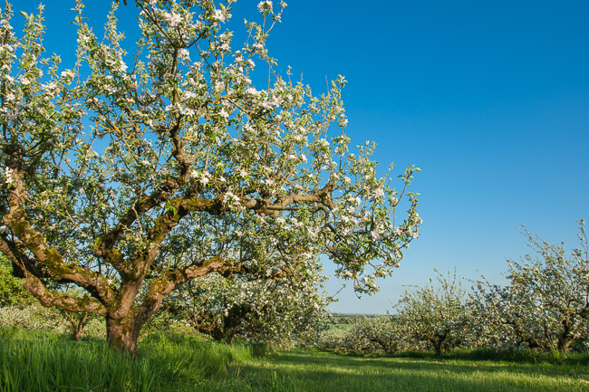 Apple trees in blossom in old orchard, Haddenham, Cambridgeshire