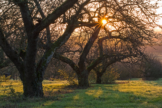 Norman's Orchard at sunrise, Haddenham, Cambs