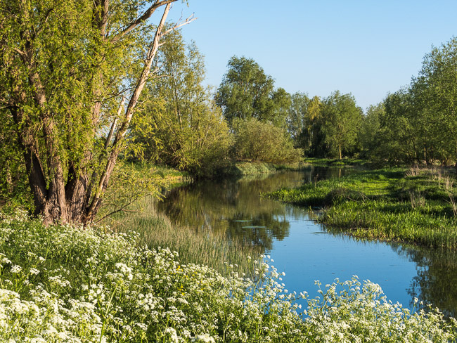 Old West River, near pumping station, Aldreth, Cambs