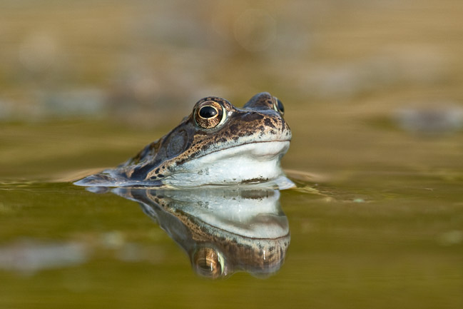 Common Frog (Rana temporaria) in garden pond, Cambridgeshire