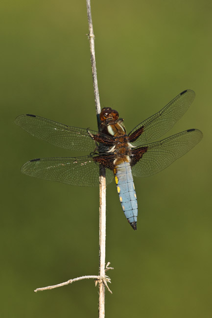 Male Broad-bodied Chaser (Libellula depressa), Aldreth, Cambridgeshire