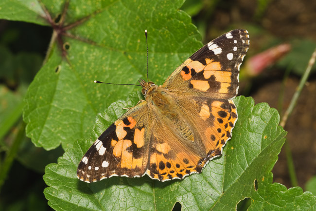 Painted Lady (Cynthia cardui), Aldreth, Cambridgeshire