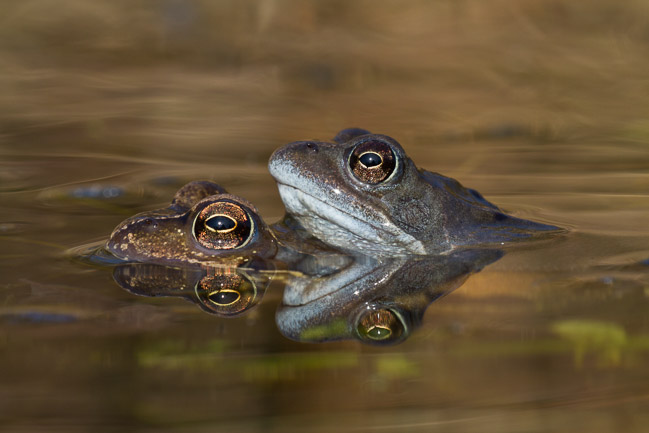 Common Frog (Rana temporaria), Aldreth, Cambridgeshire