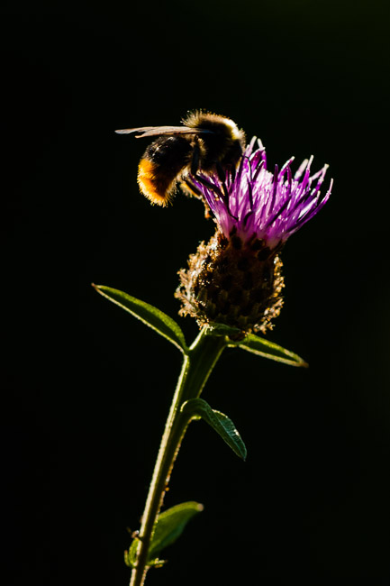 Female Red-tailed Bumblebee  (Bombus lapidarius), Aldreth, Cambridgeshire