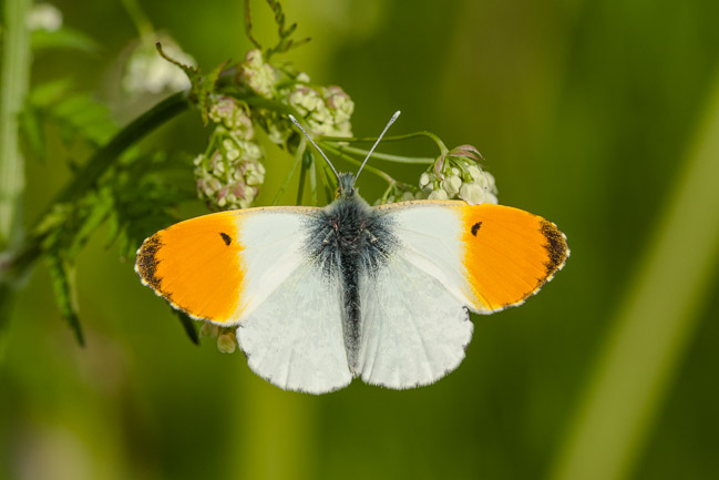 Male Orange Tip (Anthocharis cardamines), Aldreth, Cambridgeshire