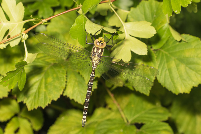 Immature male Southern Hawker dragonfly, Aldreth, Cambridgeshire