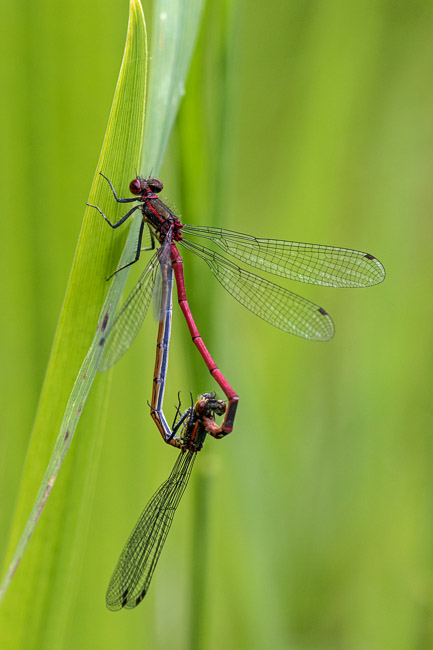 Large Red Damselflies mating, Aldreth, Cambs