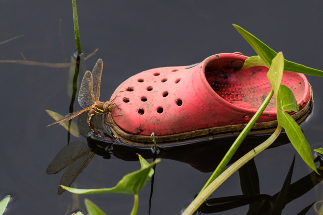 Female Brown Hawker (Aeshna grandis)  egg laying on shoe, Clayton's Bridge, Aldreth, Cambs