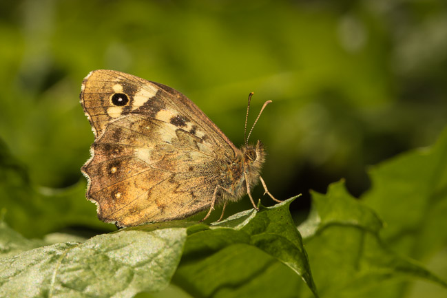 Speckled Wood butterfly (Pararge aegeria) perched on leaf, Aldreth, Cambridgeshire