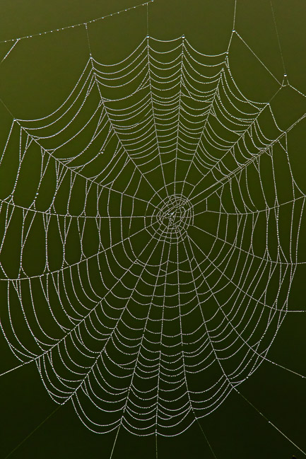 Spider's web covered in dew, Aldreth, Cambs