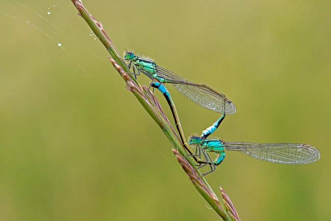 Pair of mating Blue-tailed Damseflies, Aldreth, Cambs