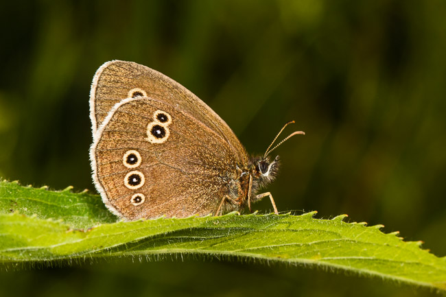 Ringlet butterfly, garden, Aldreth, Cambs