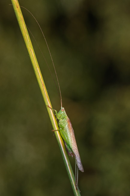 Male Long-winged Conehead, Aldreth, Cambs
