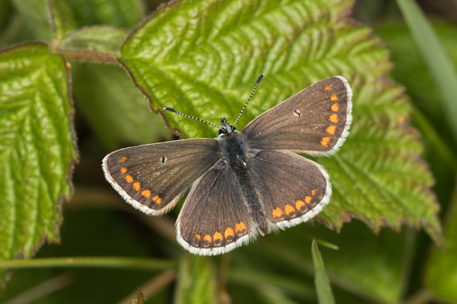 Brown Argus, Aldreth, Cambs