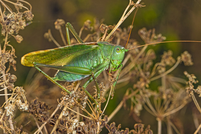 Great Green Bush-cricket, Aldreth, Cambs