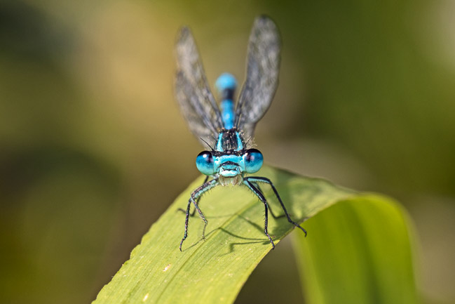 Azure Damselfly, Aldreth, Cambs