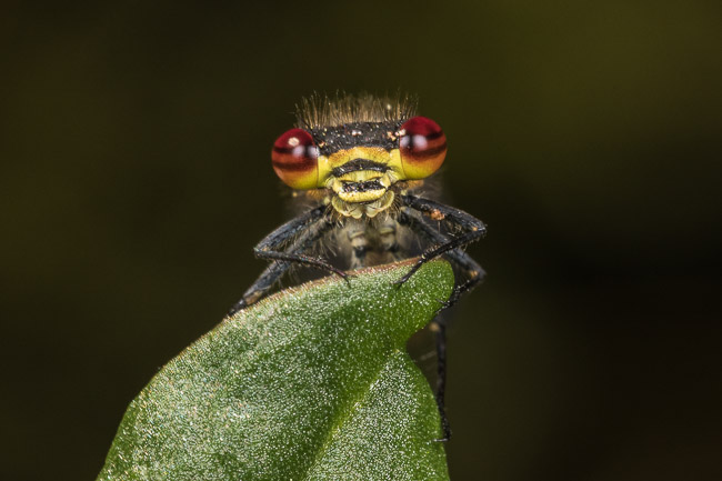 Large Red Damselfly, Aldreth, Cambs