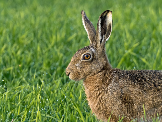 Brown Hare, Aldreth, Cambs