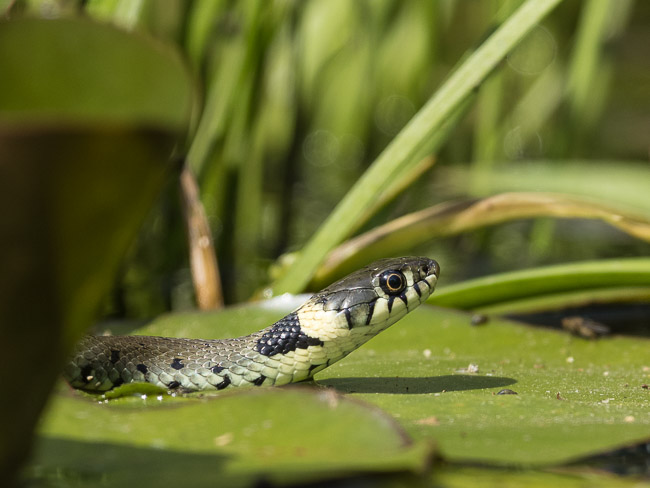 Grass Snake in pond, Aldreth, Cambs
