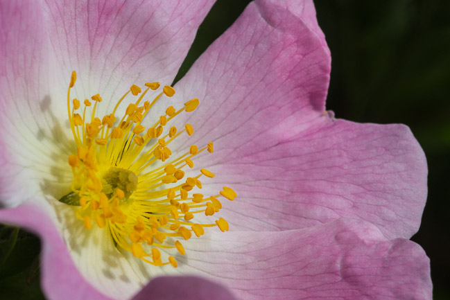 Wild rose sp, Aldreth, Cambs