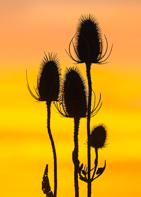Seed heads of Teasel (Dipsacus fullonum) against an evening sky, Aldreth, Cambs