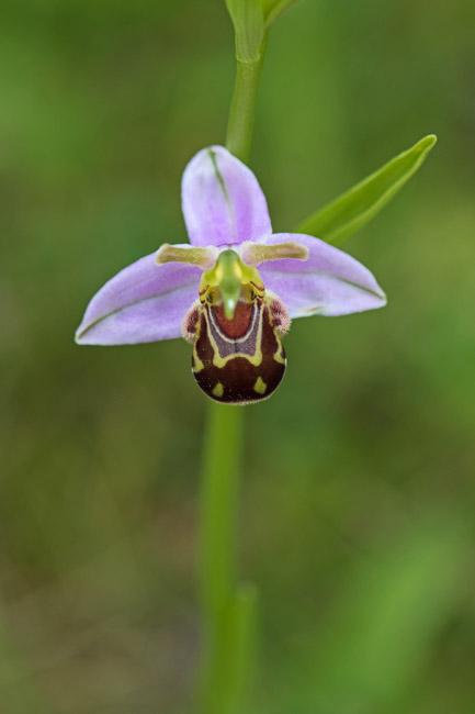 Bee Orchid, Haddenham, Cambs