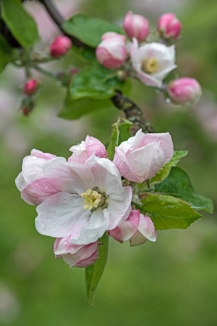 Apple blossom in garden, Aldreth, Cambs