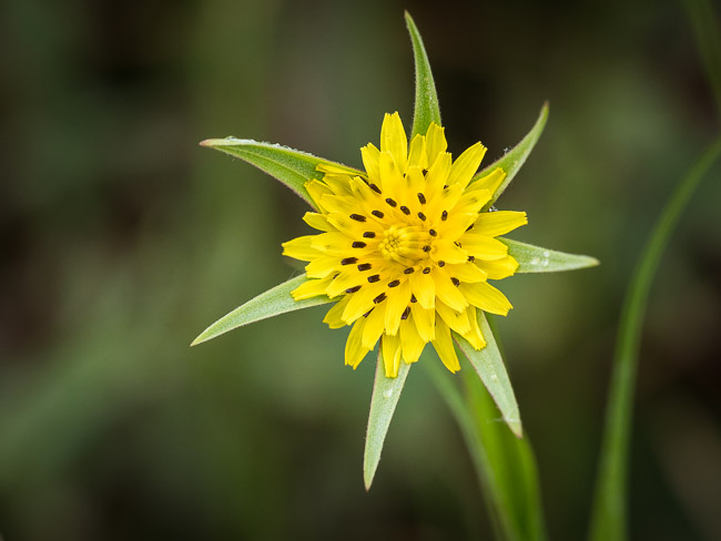 Goatsbeard, Aldreth, Cambs
