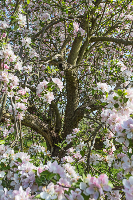 Old apple tree, Norman's Orchard, Haddenham, Cambs