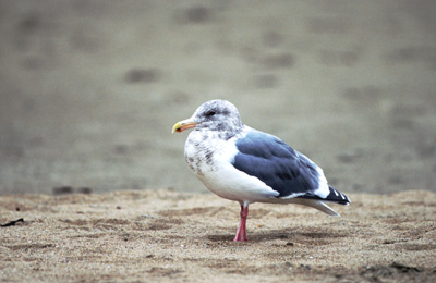 Glaucous-winged Gull