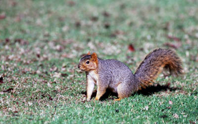 Grey Squirrel