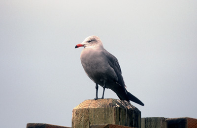 HeermannsGull