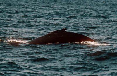 Humpback Whale